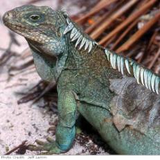 Rock Iguana