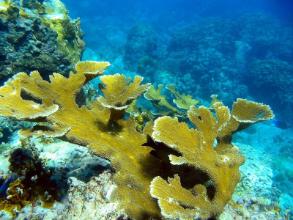 Cousteau Marine Reserve